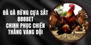 Đá Gà Rừng Cựa Sắt 888BET - Chinh Phục Chiến Thắng Vang Dội